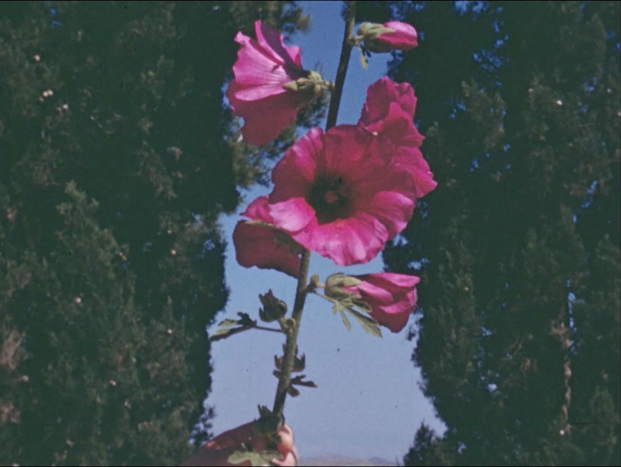 The Flowers Stand Silently, Witnessing. Theo Panagopoulos